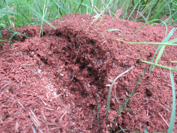公園、社區(qū)、校園等公共場(chǎng)所進(jìn)行有效紅火蟻防制
